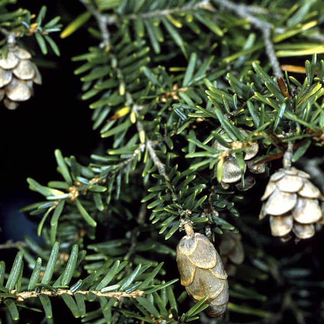 Tsuga canadensis Brown Leaf Tips
