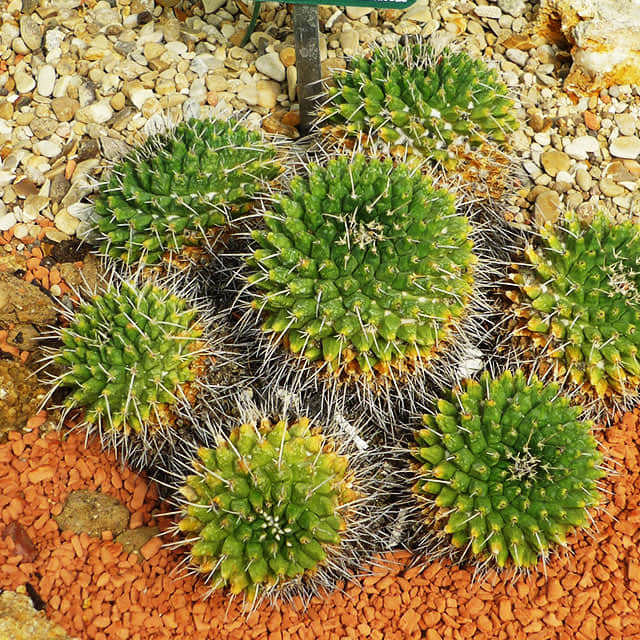 Mammillaria magnimamma White Cottony Spots