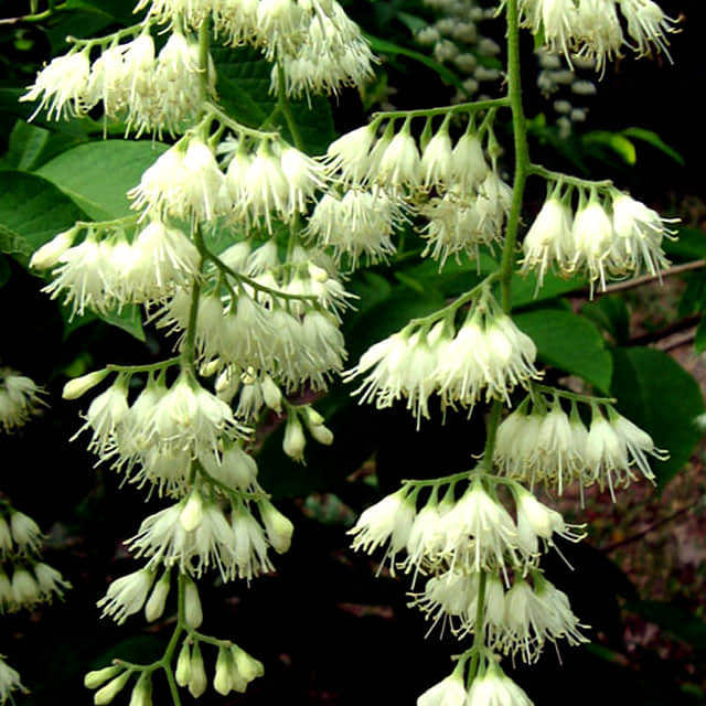 Pterostyrax hispidus
