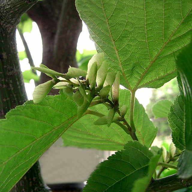 Acer rufinerve