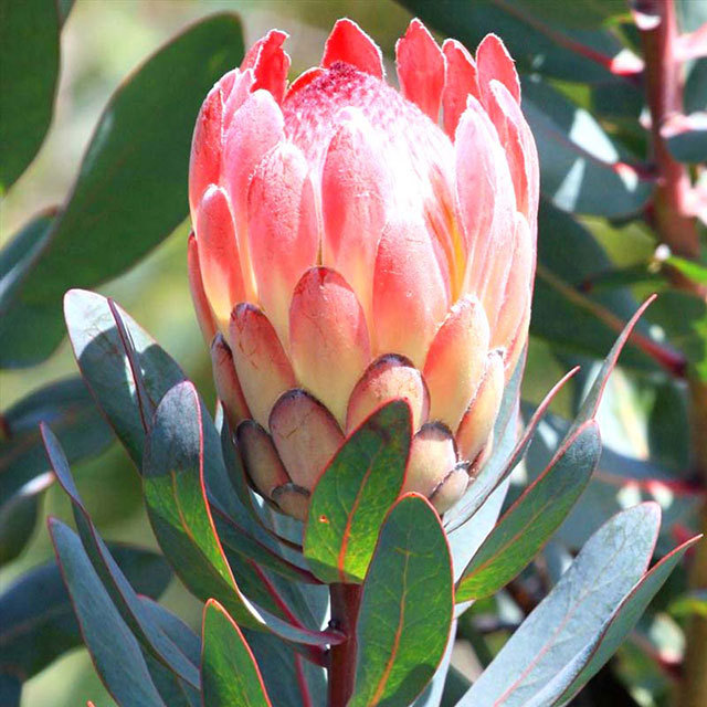 Protea Exima