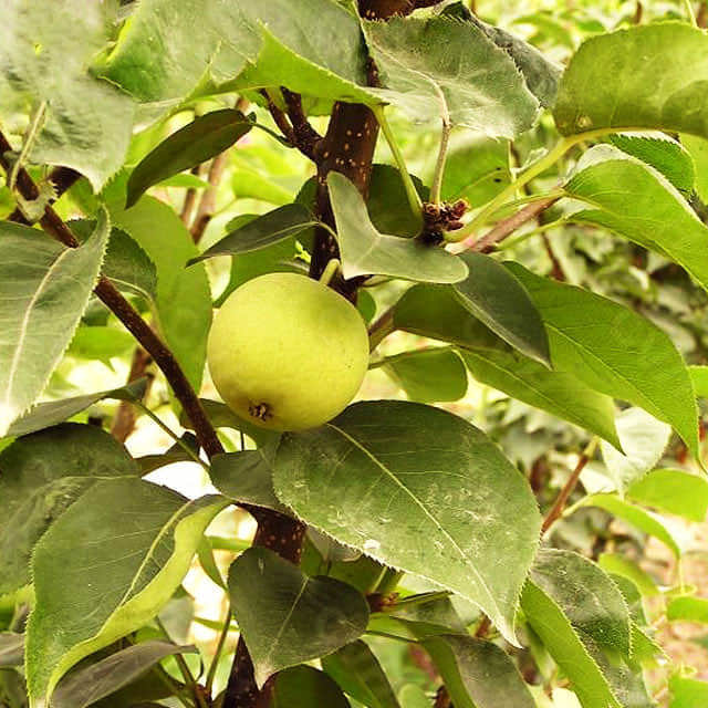 Pyrus ussuriensis