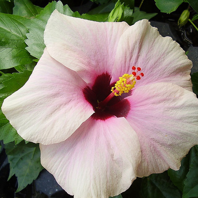 Hibiscus rosa sinensis Cheerleader Light Pink Sticky Leaves