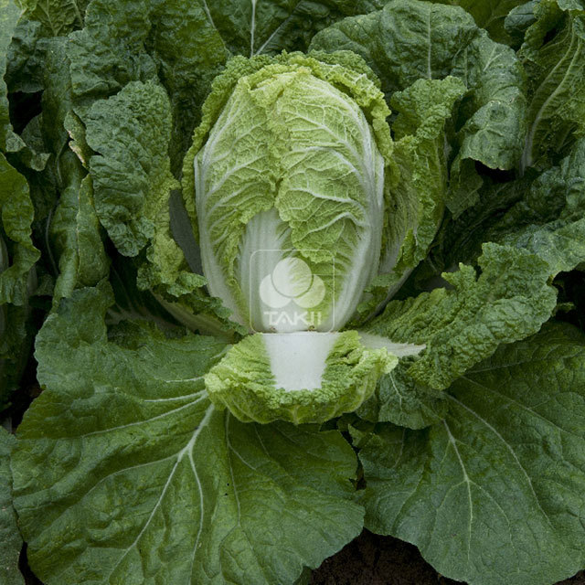 Chinese Cabbage Preduro F1