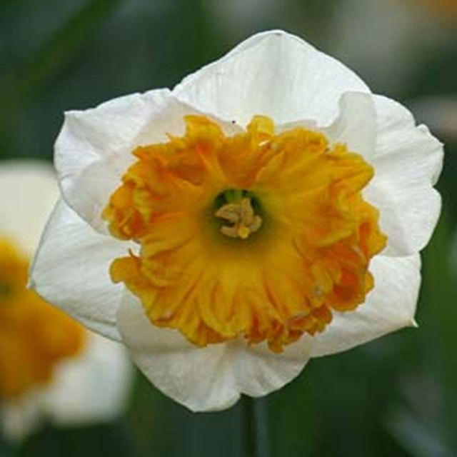 Narcissus Amadeus Mozart