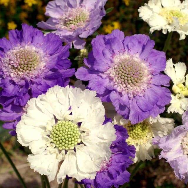 Scabiosa caucasica Hybrid Mix