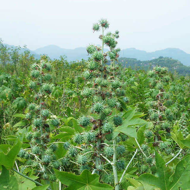 Ricinus communis