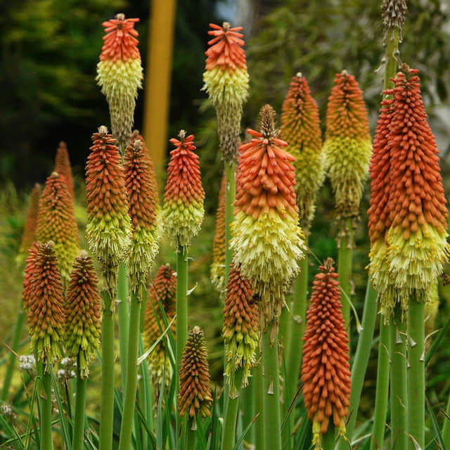 Kniphofia uvaria
