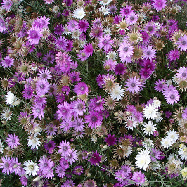Xeranthemum annuum