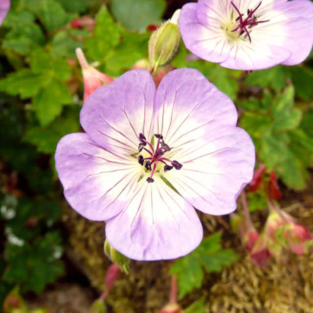 Geranium wallichianum White Cottony Spots