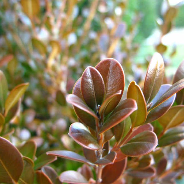 Buxus microphylla koreana