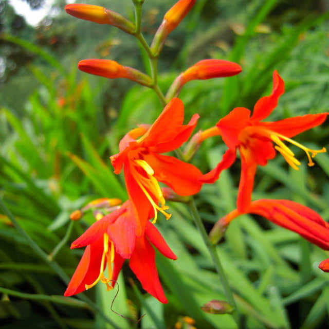 Crocosmia crocosmiiflora