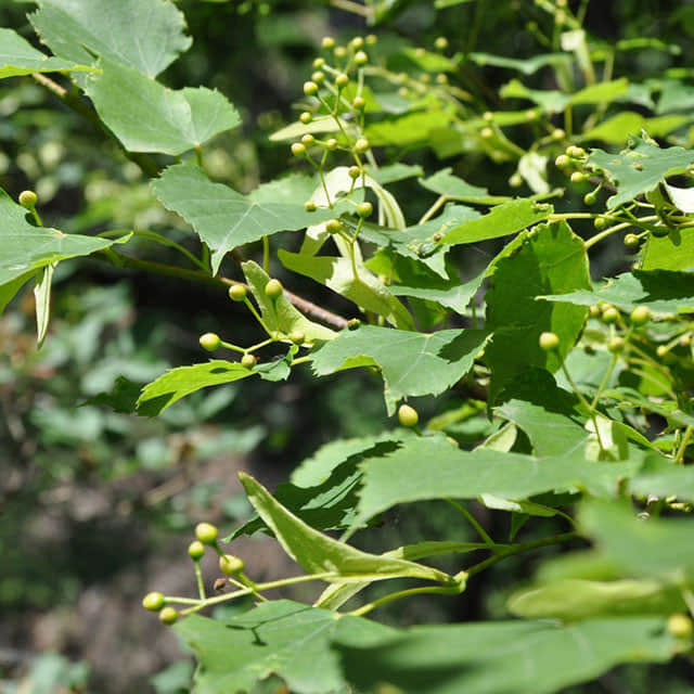 Tilia mandschurica