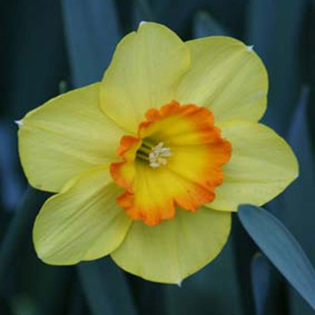 Narcissus Delibes