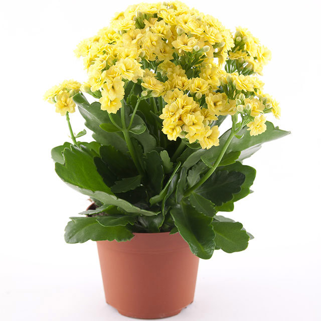 Kalanchoe Rosalina Don Amarillo Leggy Stems