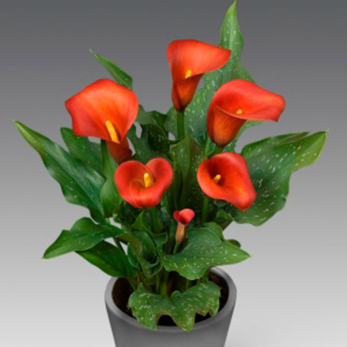 Zantedeschia Captain Murano Sudden Leaf Drop