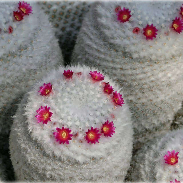 Mammillaria albilanata Sticky Leaves