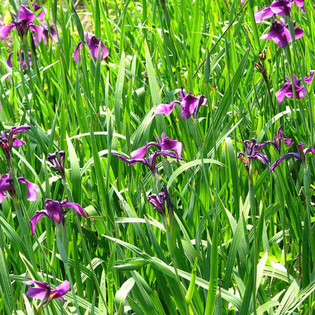 Iris ensata