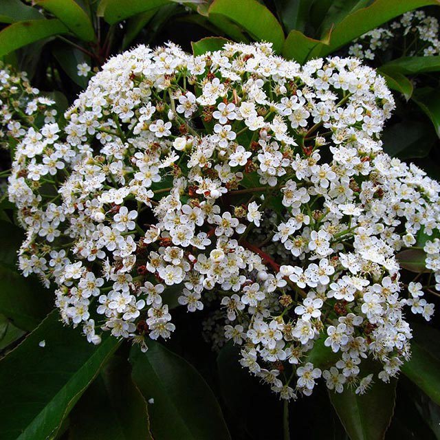 Photinia serrulata