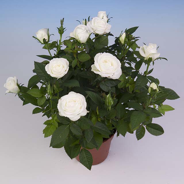 Mini Rose Snow Star Sticky Leaves
