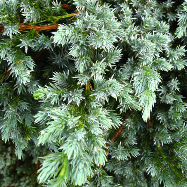Sabina squamata