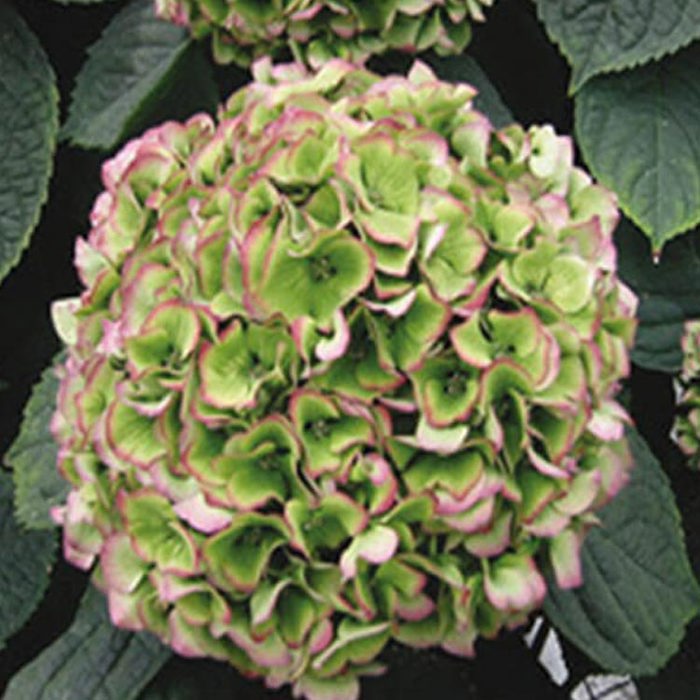 Hydrangea macrophylla Glowing Alps