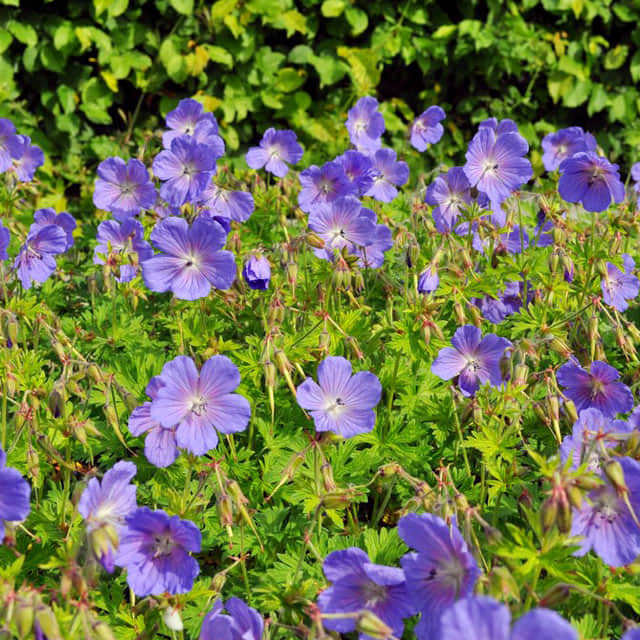 Geranium himalayenum
