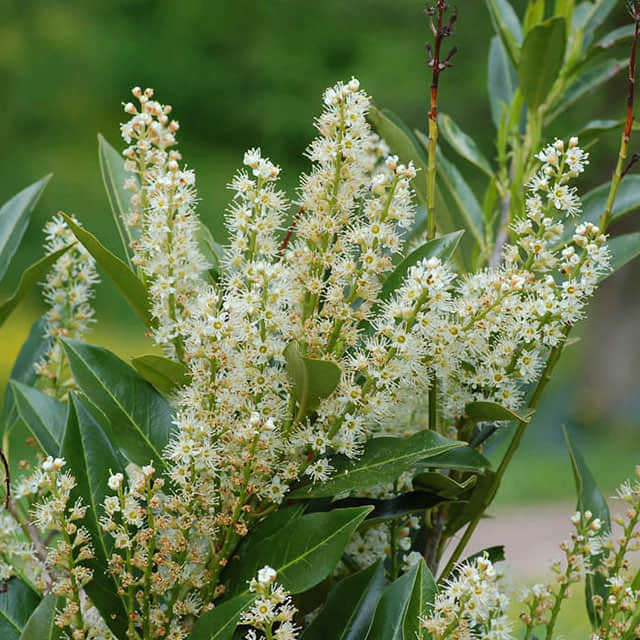 Prunus laurocerasus