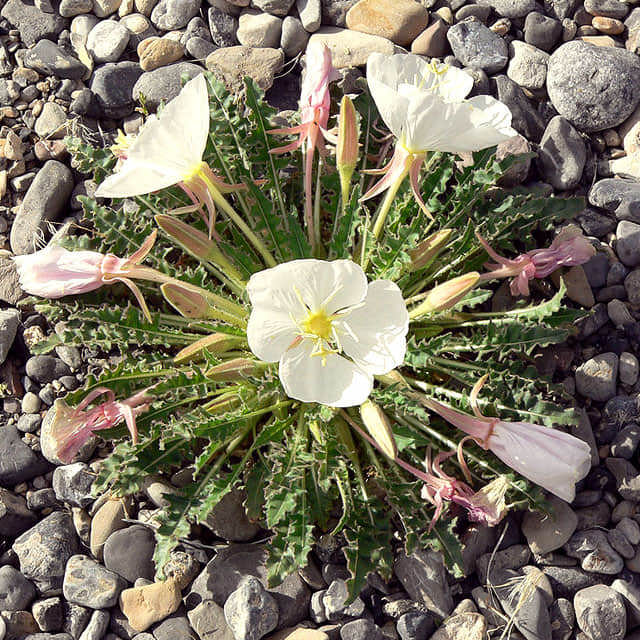 Oenothera caespitosa