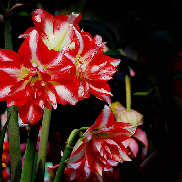 Hippeastrum hybridum