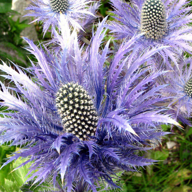 Eryngium alpinum
