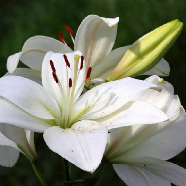 Lilium candidum Fine Webbing