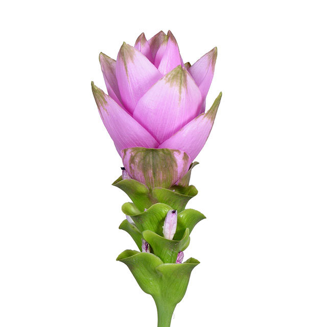 Curcuma alismatifolia