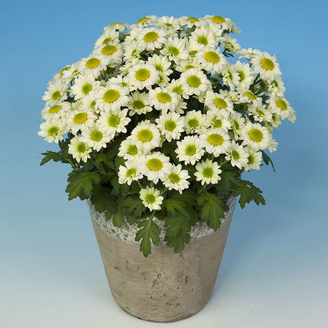 Chrysanthemum Pico Luminoso Fine Webbing