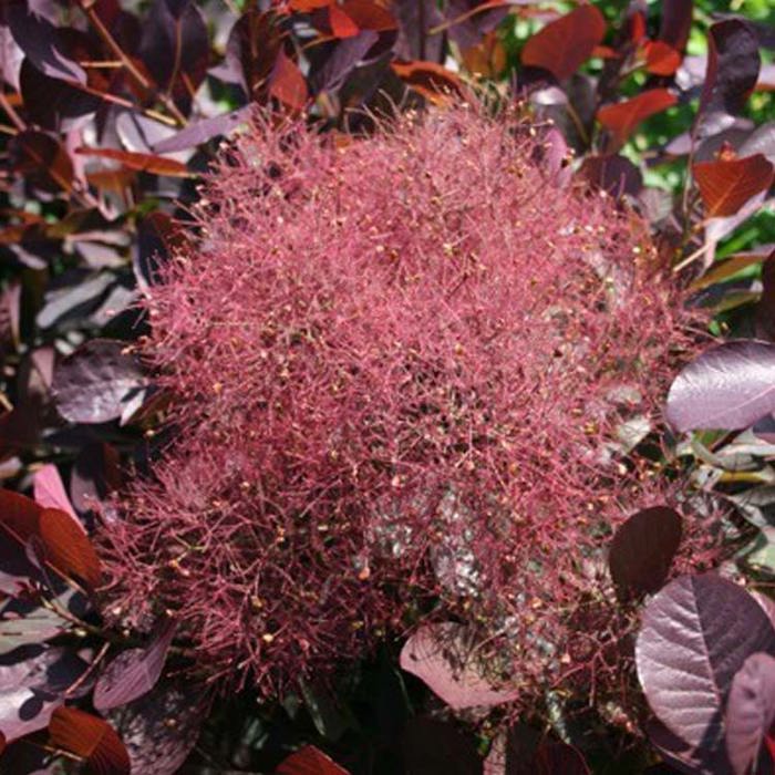 Cotinus coggygria Magical Red