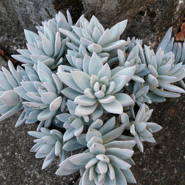 Pachyveria Powder Puff