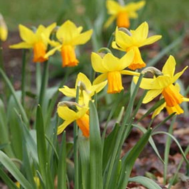 Narcissus Jetfire