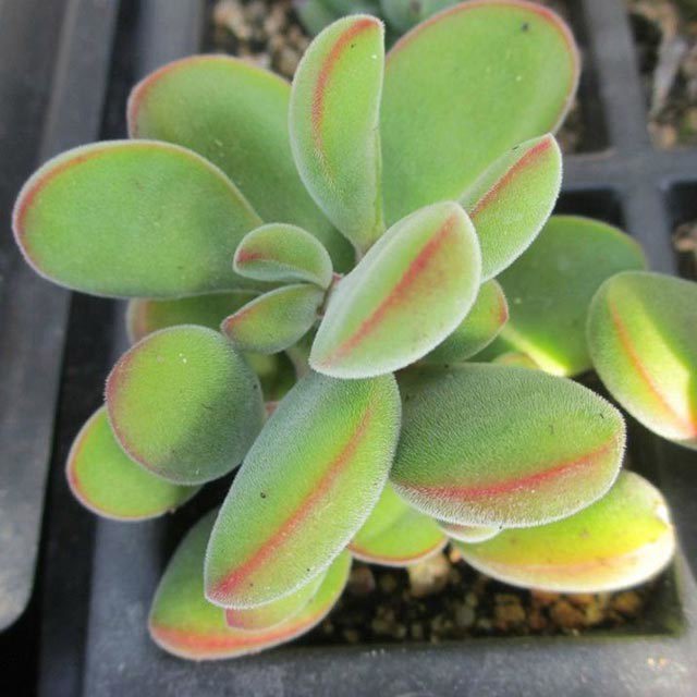 Crassula rogersii