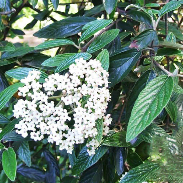 Viburnum Pragense