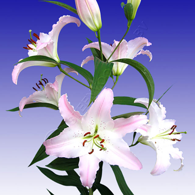 Lilium oriental Marco Polo Fine Webbing