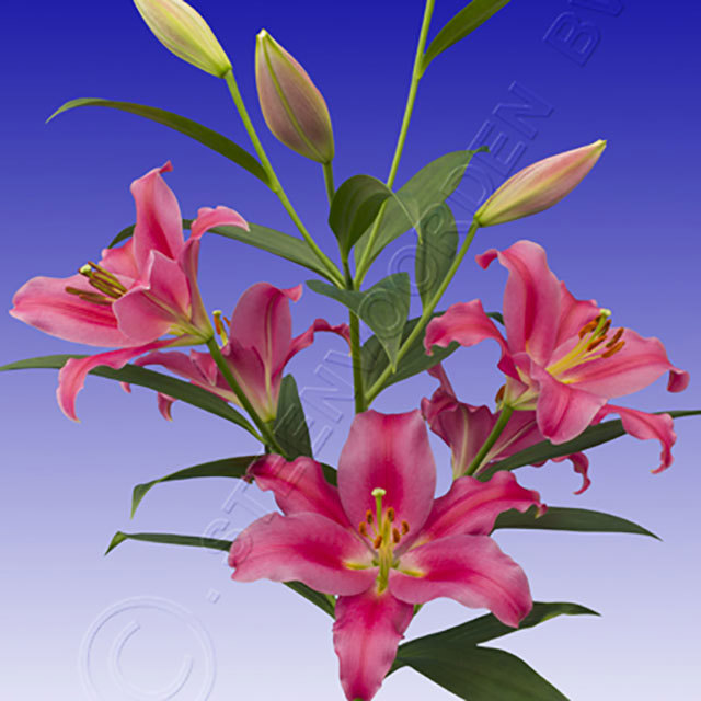 Lilium orientalis Ofuna Tiny Black Flies