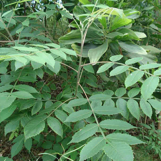Anacardiaceae Family Representative (Cashew)