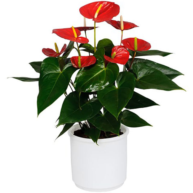 Anthurium andraeanum Oklahoma Brown Leaf Tips