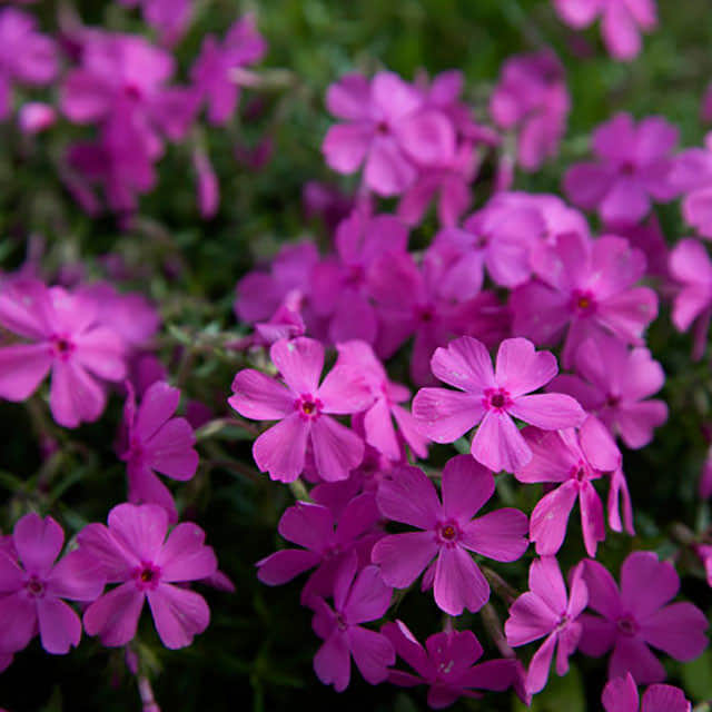Phlox stolonifera