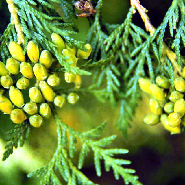 Thuja occidentalis