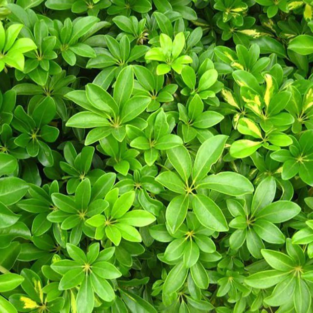 Schefflera octophylla