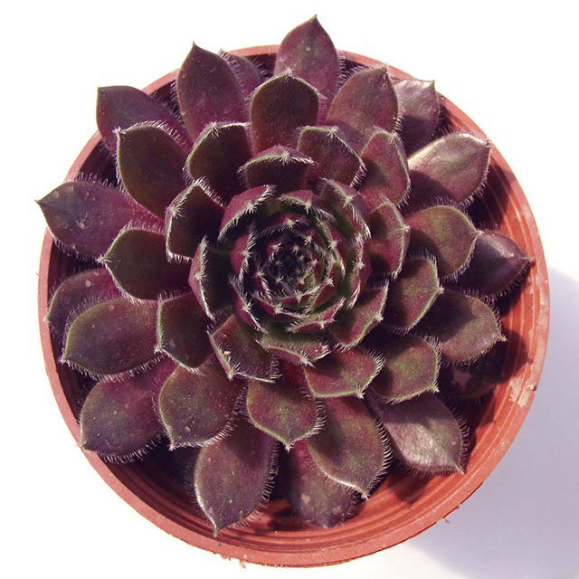 Sempervivum arachnoideum Rubrum