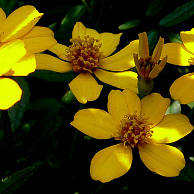 Tagetes lucida Anisata
