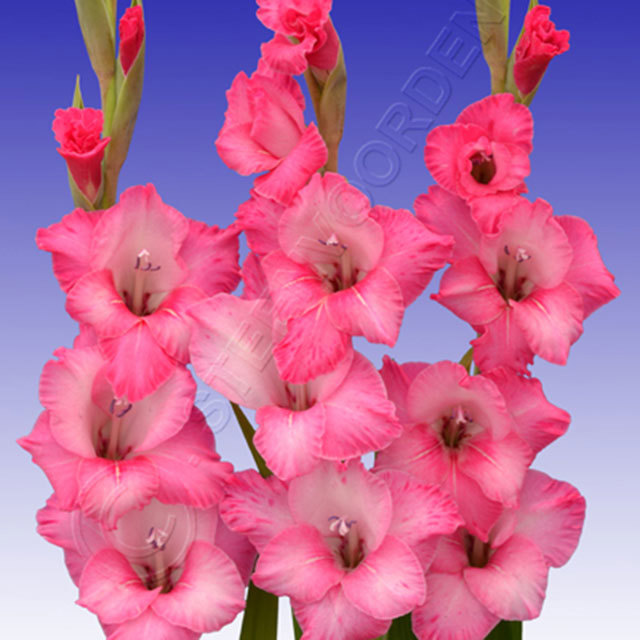 Gladiolus Fado