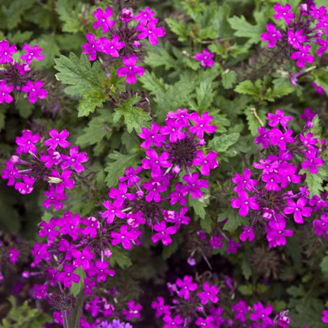 Verbena canadensis Rosea